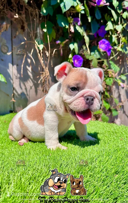 Lulu (English Bulldog)