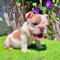 Lulu (English Bulldog), a female English Bulldog for sale in San Diego, CA – Photo 1 of 4