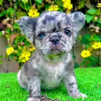 Romeo (Blue Merle Fluffy), a male French Bulldog for sale in San Diego, CA – Photo 2 of 4