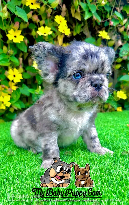 Romeo (Blue Merle Fluffy)