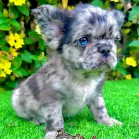 Romeo (Blue Merle Fluffy), a male French Bulldog for sale in San Diego, CA – Photo 1 of 4
