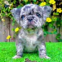 Romeo (Blue Merle Fluffy), a male French Bulldog for sale in San Diego, CA – Photo 3 of 4