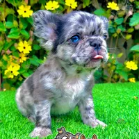 Romeo (Blue Merle Fluffy), a male French Bulldog for sale in San Diego, CA – Photo 4 of 4