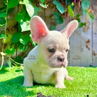 Bruno (Cream French Bulldog), a male French Bulldog for sale in San Diego, CA – Photo 2 of 4