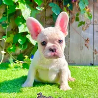 Bruno (Cream French Bulldog), a male French Bulldog for sale in San Diego, CA – Photo 4 of 4