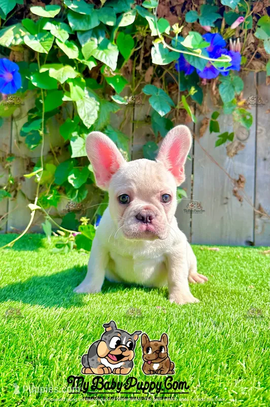Bruno (Cream French Bulldog)