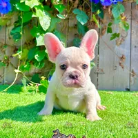 Bruno (Cream French Bulldog), a male French Bulldog for sale in San Diego, CA – Photo 1 of 4