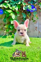 Bruno (Cream French Bulldog), a male French Bulldog for sale in San Diego, CA – Photo 1 of 4