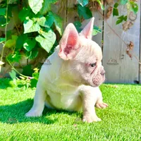 Bruno (Cream French Bulldog), a male French Bulldog for sale in San Diego, CA – Photo 3 of 4