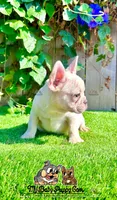 Bruno (Cream French Bulldog), a male French Bulldog for sale in San Diego, CA – Photo 3 of 4