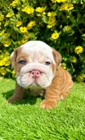 Blue Eyed Fawn Merle English Bulldog Male – Wrinkly, a male English Bulldog for sale in San Diego, CA – Photo 3 of 5