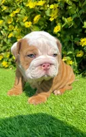 Blue Eyed Fawn Merle English Bulldog Male – Wrinkly, a male English Bulldog for sale in San Diego, CA – Photo 5 of 5