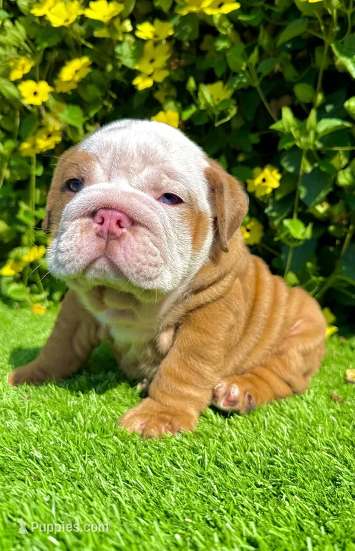 Blue Eyed Fawn Merle English Bulldog Male – Wrinkly – English Bulldog puppy for sale in San Diego, CA