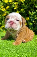 Blue Eyed Fawn Merle English Bulldog Male – Wrinkly, a male English Bulldog for sale in San Diego, CA – Photo 1 of 5