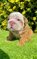 Blue Eyed Fawn Merle English Bulldog Male – Wrinkly, a male English Bulldog for sale in San Diego, CA – Photo 2 of 5