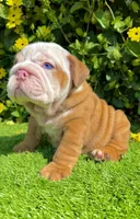 Blue Eyed Fawn Merle English Bulldog Male – Wrinkly, a male English Bulldog for sale in San Diego, CA – Photo 4 of 5
