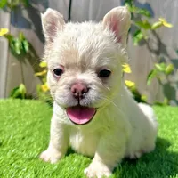 Frost (Fluffy Frenchie), a male French Bulldog for sale in San Diego, CA – Photo 2 of 5