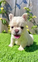 Frost (Fluffy Frenchie), a male French Bulldog for sale in San Diego, CA – Photo 2 of 5