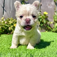 Frost (Fluffy Frenchie), a male French Bulldog for sale in San Diego, CA – Photo 4 of 5