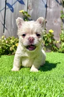 Frost (Fluffy Frenchie), a male French Bulldog for sale in San Diego, CA – Photo 4 of 5
