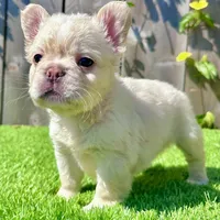Frost (Fluffy Frenchie), a male French Bulldog for sale in San Diego, CA – Photo 3 of 5
