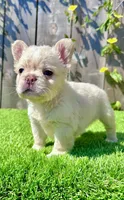 Frost (Fluffy Frenchie), a male French Bulldog for sale in San Diego, CA – Photo 3 of 5