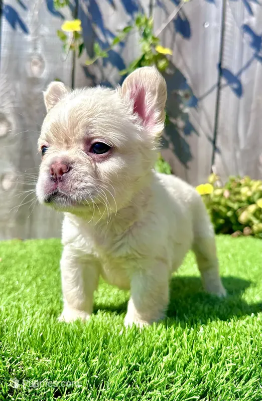 Frost (Fluffy Frenchie)