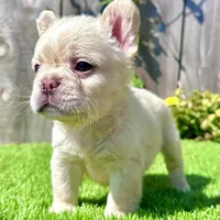 Frost (Fluffy Frenchie), a male French Bulldog for sale in San Diego, CA – Photo 1 of 5