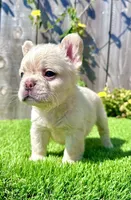 Frost (Fluffy Frenchie), a male French Bulldog for sale in San Diego, CA – Photo 1 of 5