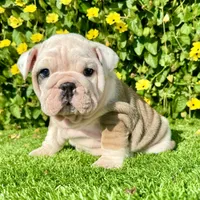 Miss Biscuit (English Bulldog), a female English Bulldog for sale in San Diego, CA – Photo 2 of 4