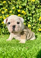 Miss Biscuit (English Bulldog), a female English Bulldog for sale in San Diego, CA – Photo 2 of 4