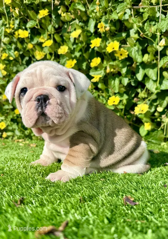 Miss Biscuit (English Bulldog)