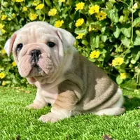 Miss Biscuit (English Bulldog), a female English Bulldog for sale in San Diego, CA – Photo 1 of 4