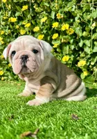 Miss Biscuit (English Bulldog), a female English Bulldog for sale in San Diego, CA – Photo 1 of 4