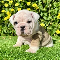Miss Biscuit (English Bulldog), a female English Bulldog for sale in San Diego, CA – Photo 4 of 4