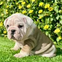 Miss Biscuit (English Bulldog), a female English Bulldog for sale in San Diego, CA – Photo 3 of 4