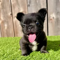 Fred (Fluffy Frenchie), a male French Bulldog for sale in San Diego, CA – Photo 3 of 4