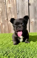 processed/aa7e8f30-e54e-49af-bb7f-98edaedc453f/listing/fae36eb9-fa77-434d-a77a-2a6aeb1ac2be/86fa6daf-958d-4f25-a7fa-c00a62a88870