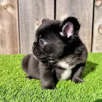 Fred (Fluffy Frenchie), a male French Bulldog for sale in San Diego, CA – Photo 2 of 4