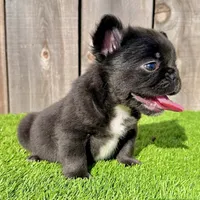 Fred (Fluffy Frenchie), a male French Bulldog for sale in San Diego, CA – Photo 4 of 4