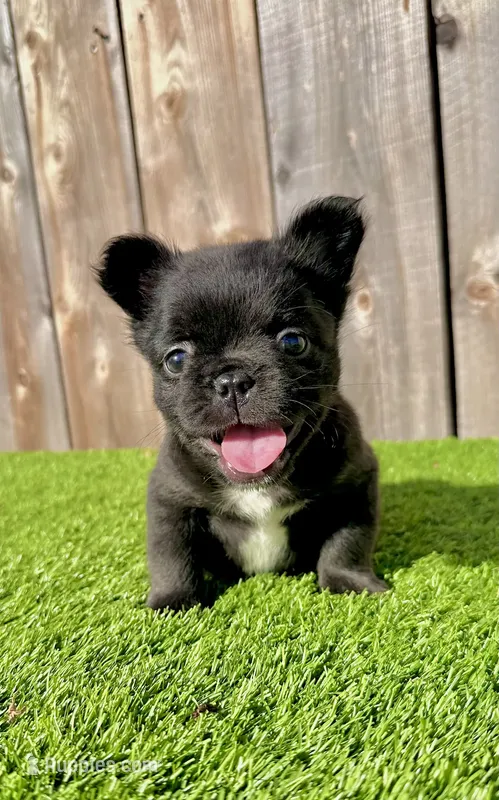 Fred (Fluffy Frenchie)