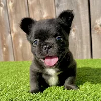 Fred (Fluffy Frenchie), a male French Bulldog for sale in San Diego, CA – Photo 1 of 4