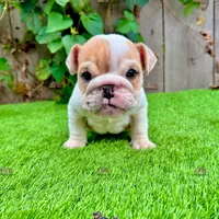 Clyde (English Bulldog), a male English Bulldog for sale in San Diego, CA – Photo 4 of 4