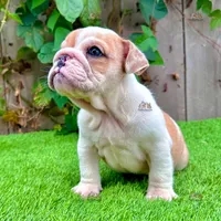 Clyde (English Bulldog), a male English Bulldog for sale in San Diego, CA – Photo 3 of 4