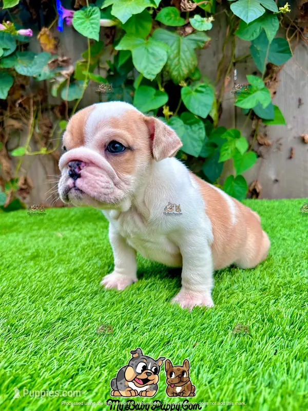 Clyde (English Bulldog)