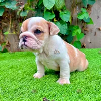 Clyde (English Bulldog), a male English Bulldog for sale in San Diego, CA – Photo 1 of 4