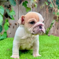Clyde (English Bulldog), a male English Bulldog for sale in San Diego, CA – Photo 2 of 4