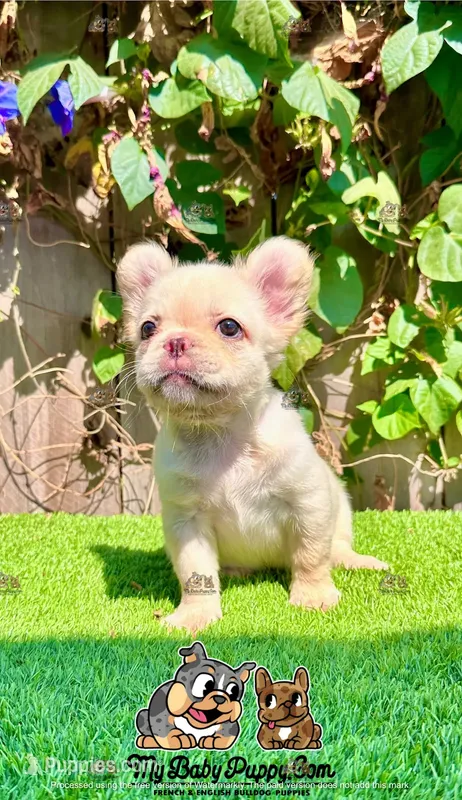 Luna (Fluffy French Bulldog)