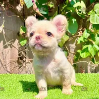 Luna (Fluffy French Bulldog), a female French Bulldog for sale in San Diego, CA – Photo 1 of 4