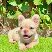 Luna (Fluffy French Bulldog), a female French Bulldog for sale in San Diego, CA – Photo 3 of 4